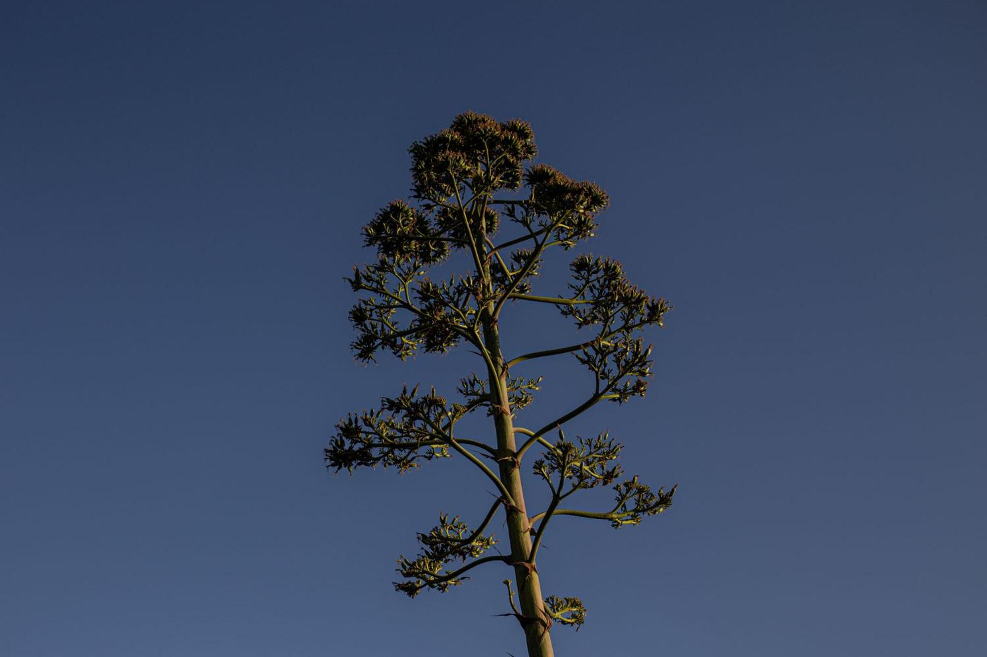 Podere L'agave San Vincenzo