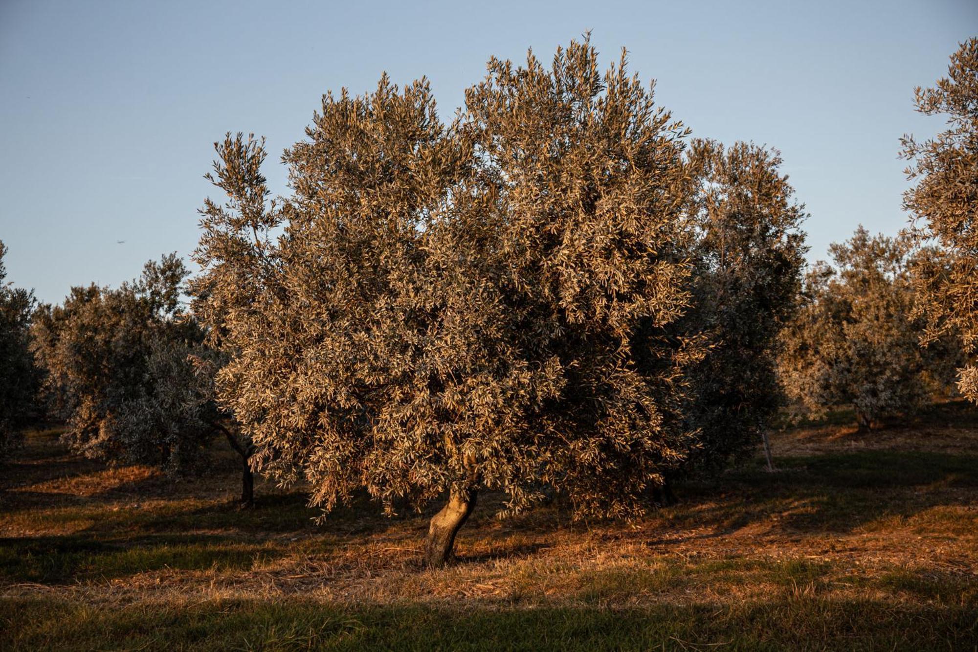 Podere L'agave San Vincenzo
