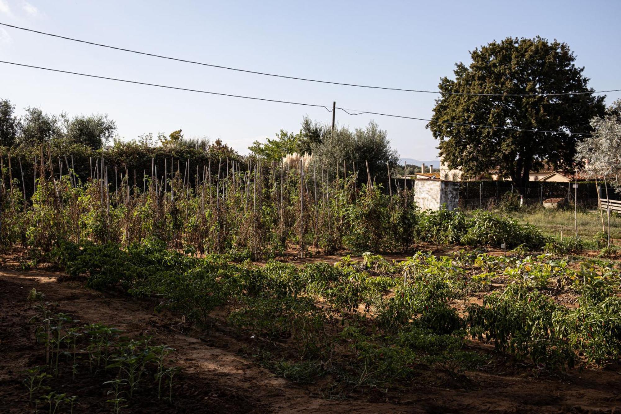 Podere L'agave Séjour à la ferme San Vincenzo