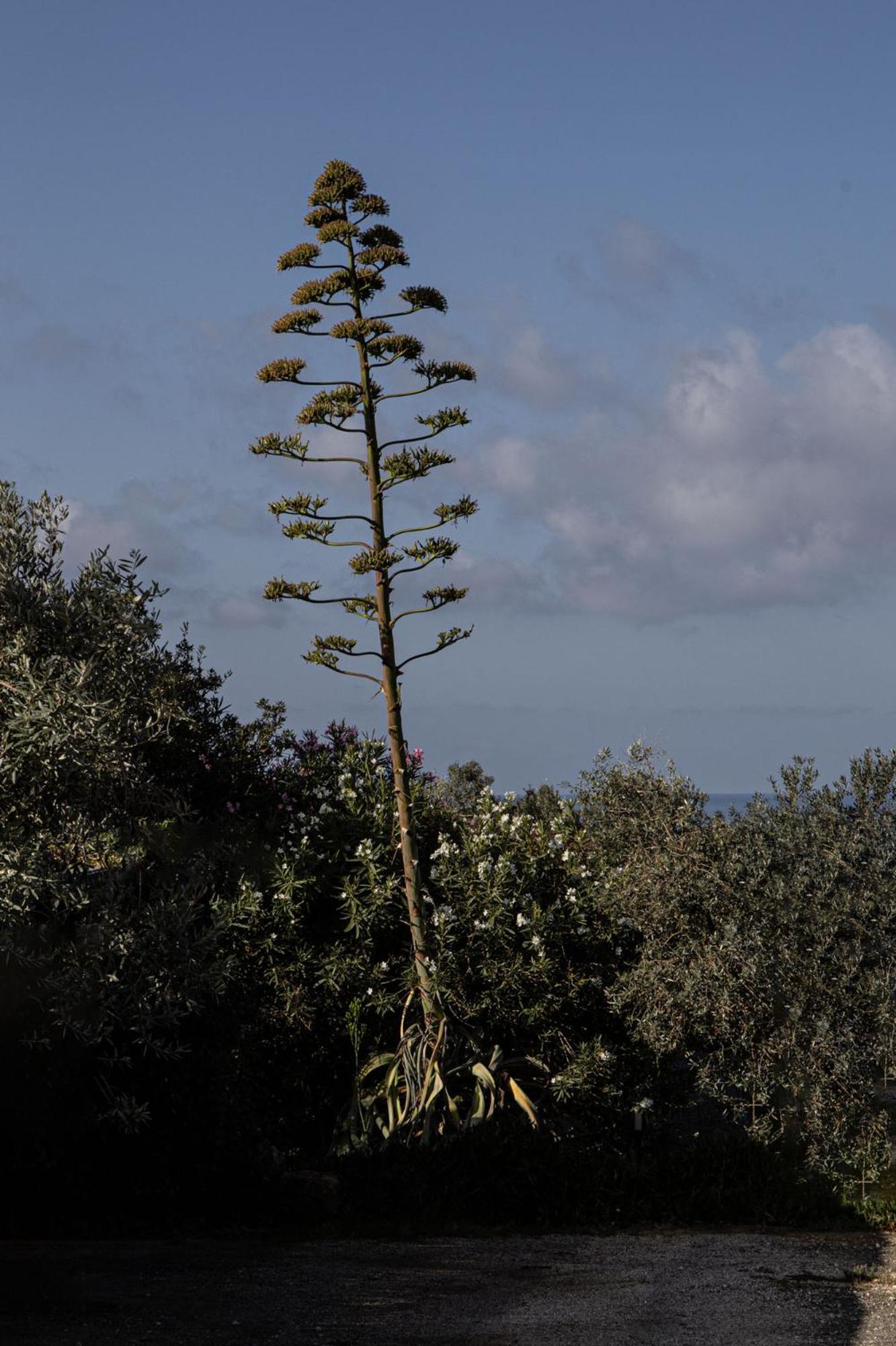 Agroturismo Podere L'agave San Vincenzo