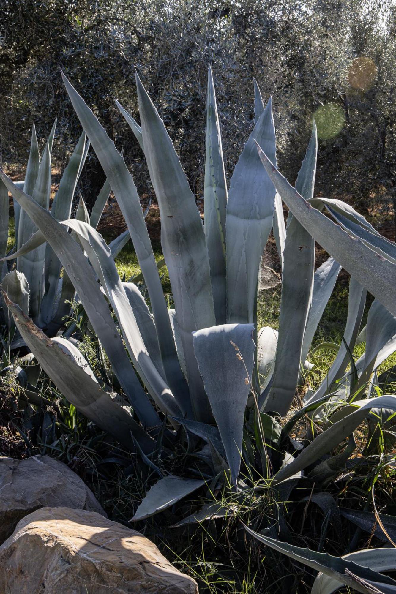 Podere L'agave * San Vincenzo