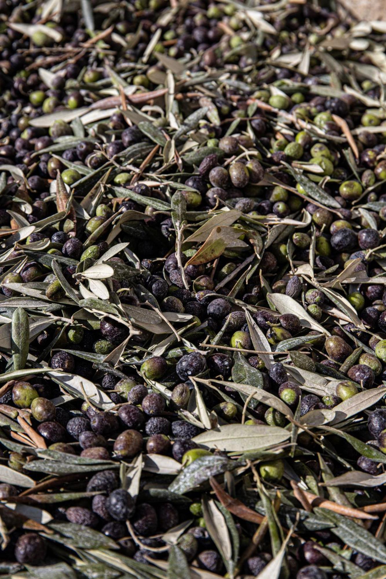 Podere L'agave San Vincenzo