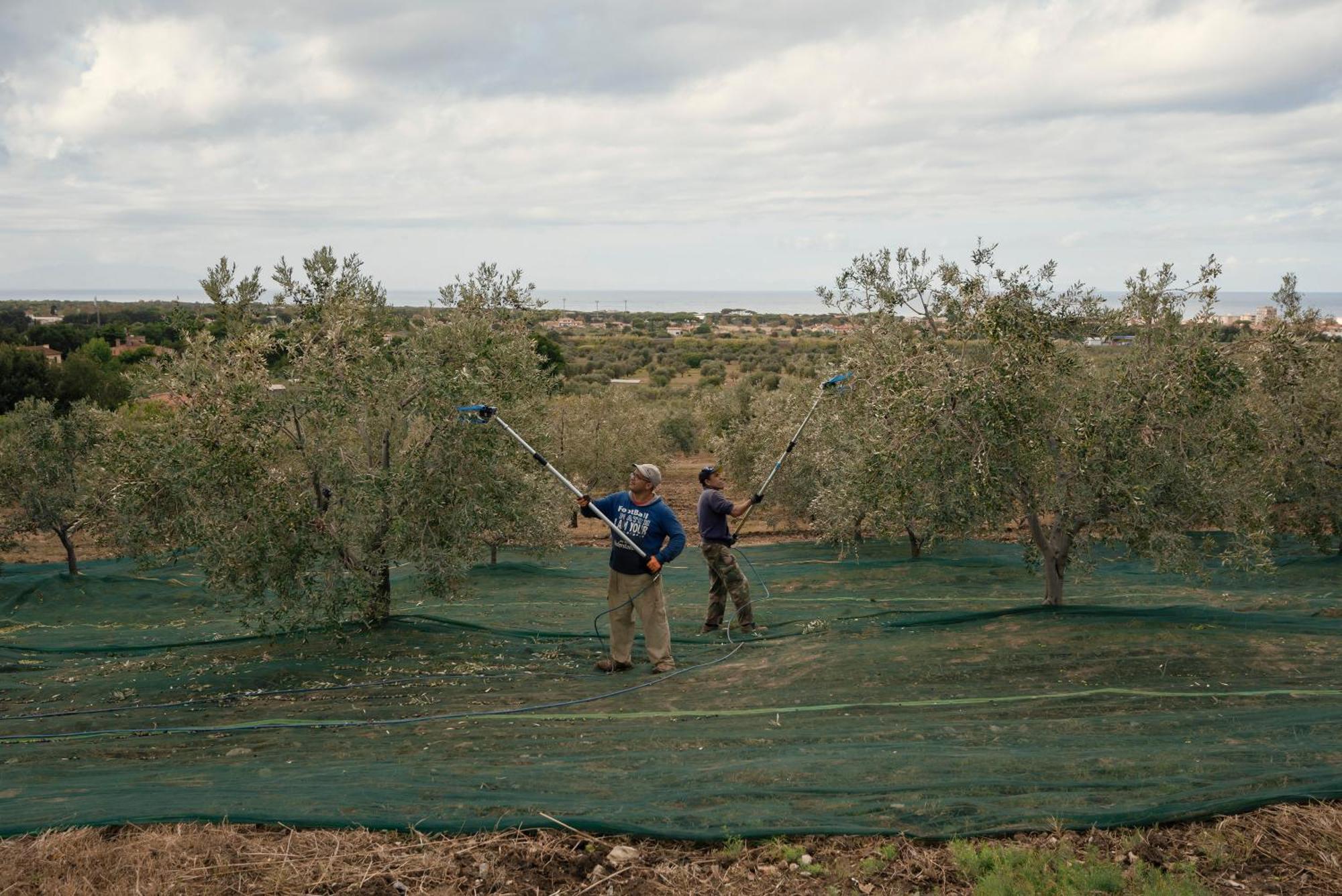 Podere L'agave Séjour à la ferme *