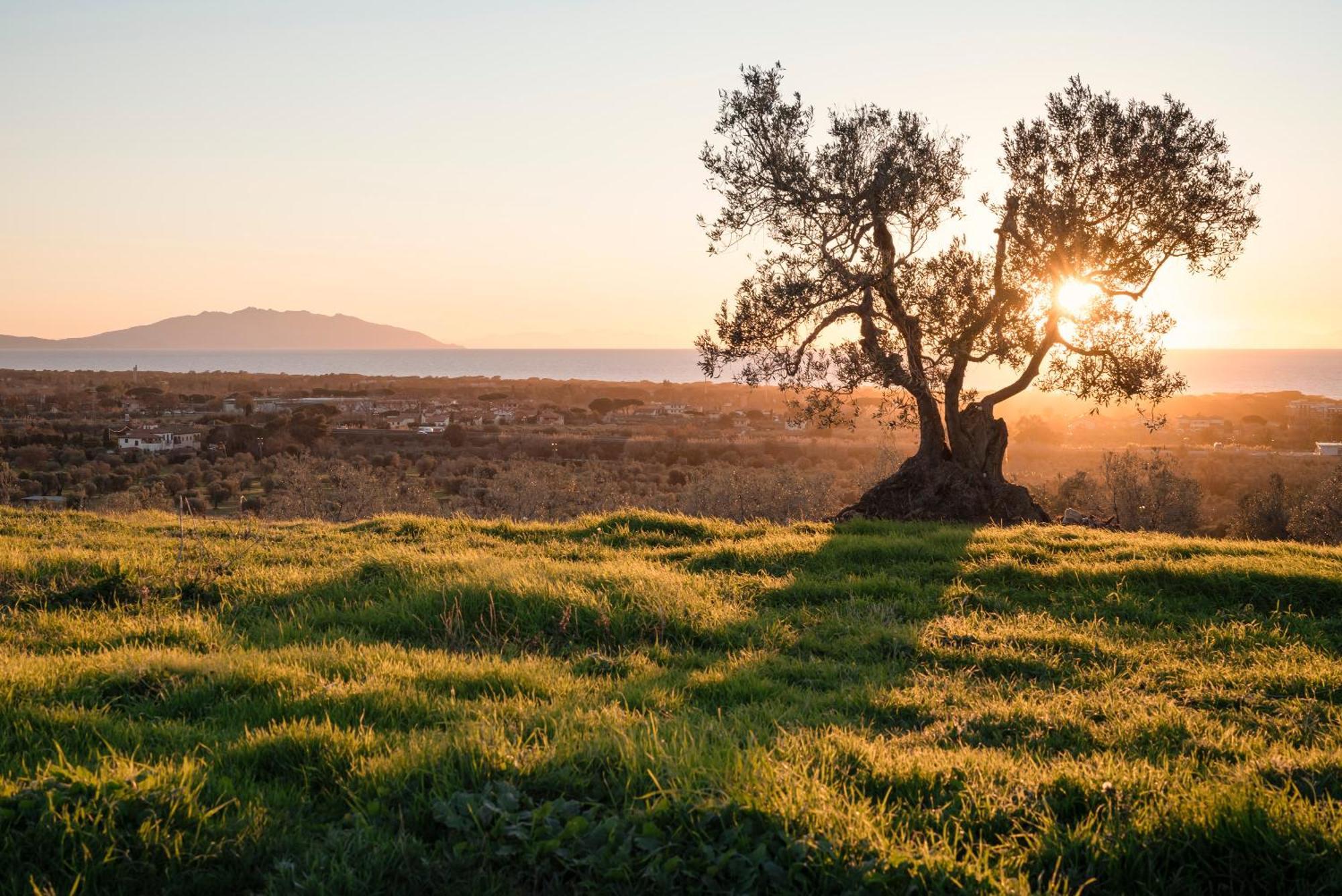 Podere L'agave Agroturismo San Vincenzo