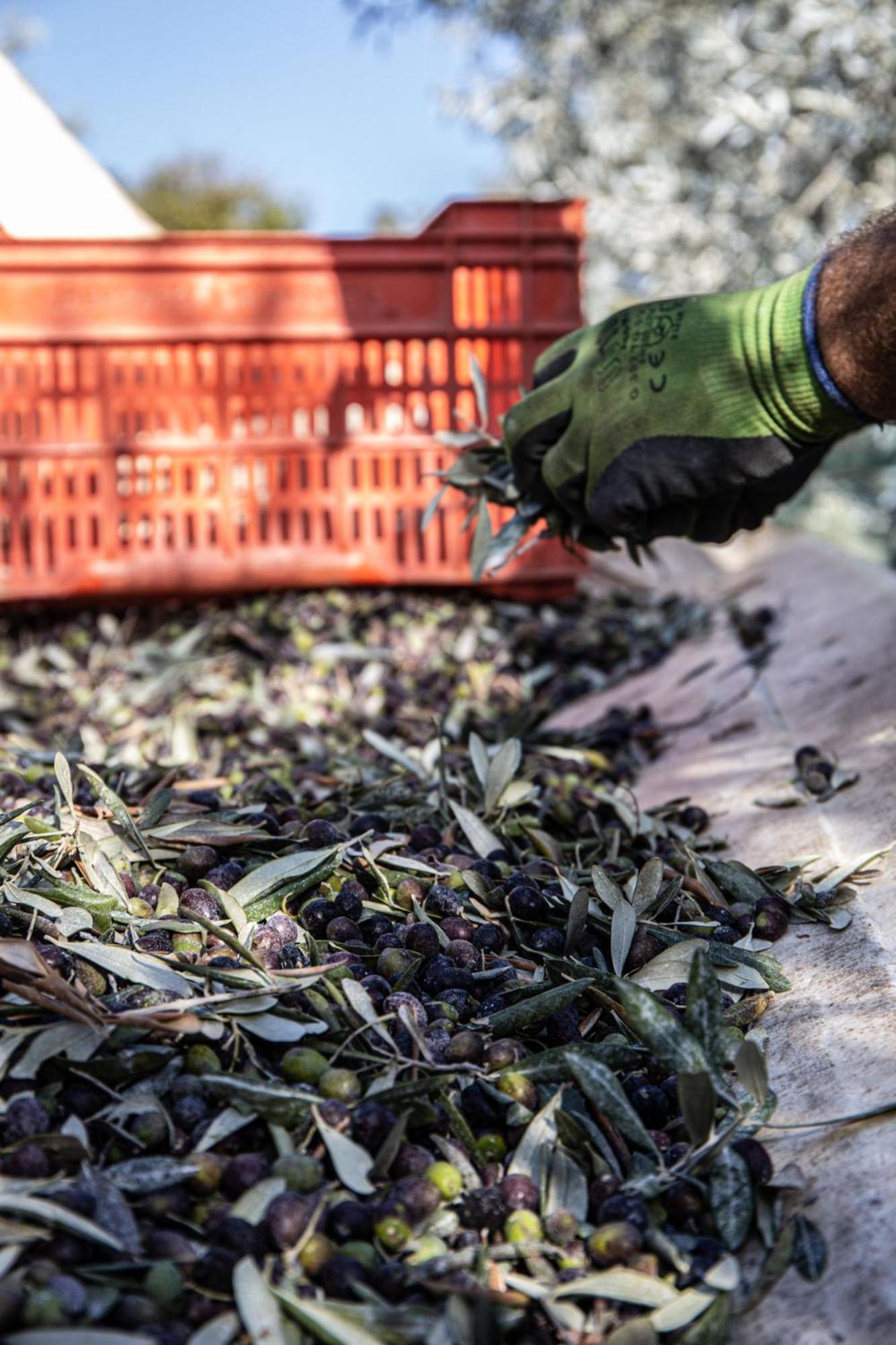 Bauernhof Podere L'agave San Vincenzo